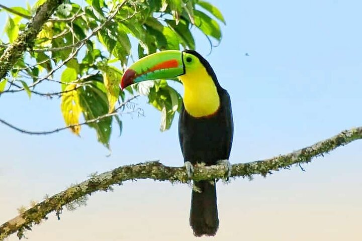 Keel-billed Toucan 
Johnny loves nature Eco-tour